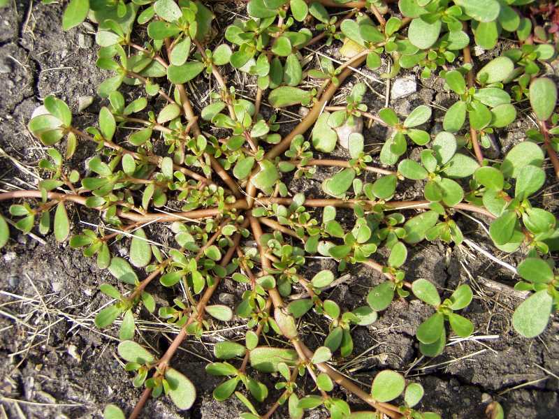 Summer Annual Weeds (and Biennials)